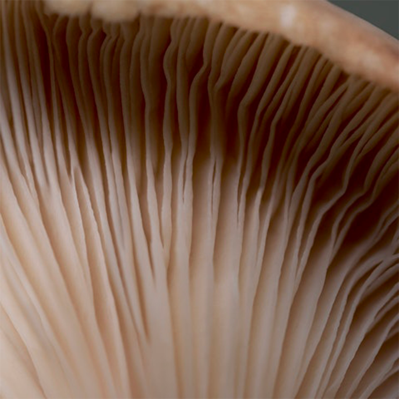 Crème aux champignons anti-stress